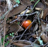 Hygrocybe acutoconica image