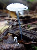 Tetrapyrgos nigripes image