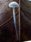 Tetrapyrgos nigripes image