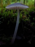 Mycena subcaerulea image