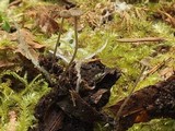 Entoloma hirtum image