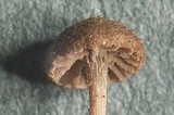 Entoloma hirtum image