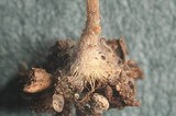 Entoloma hirtum image