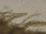Entoloma hirtum image