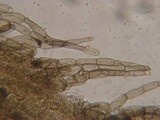 Entoloma hirtum image