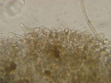 Entoloma hirtum image