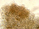 Entoloma hirtum image