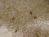 Entoloma hirtum image