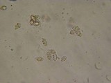Entoloma hirtum image