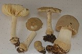 Amanita farinosa image