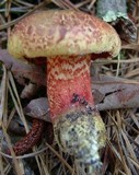 Image of Amoenoboletus weberi