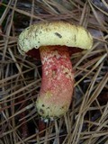 Amoenoboletus weberi image