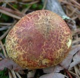 Amoenoboletus weberi image