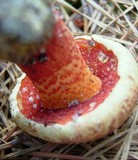Amoenoboletus weberi image