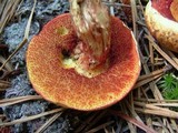 Amoenoboletus weberi image