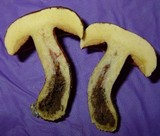 Amoenoboletus weberi image