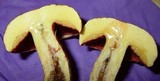 Amoenoboletus weberi image