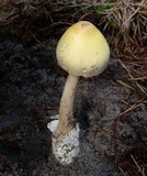 Amanita williamsiae image