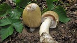 Amanita murrilliana image