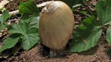 Amanita murrilliana image