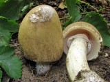 Amanita murrilliana image
