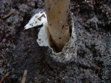 Amanita williamsiae image