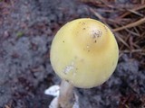 Amanita williamsiae image