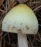 Amanita williamsiae image