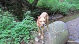 Amanita murrilliana image