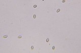 Melanophyllum haematospermum image