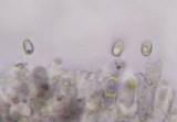 Melanophyllum haematospermum image