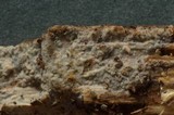 Peniophorella praetermissa image