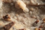 Peniophorella praetermissa image