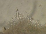 Peniophorella praetermissa image