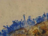 Peniophorella praetermissa image