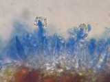 Peniophorella praetermissa image