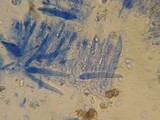 Peniophorella praetermissa image