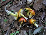 Hygrocybe acutoconica image