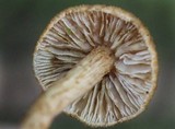 Inocybe unicolor image
