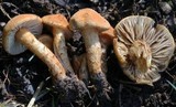 Inocybe unicolor image