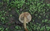 Inocybe unicolor image