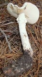 Amanita subcokeri image