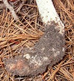 Amanita subcokeri image