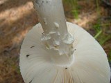 Amanita subcokeri image