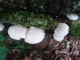 Crepidotus malachius image