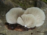 Crepidotus malachius image