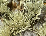 Niebla procera image