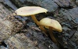 Callistosporium luteo-olivaceum image