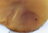 Callistosporium luteo-olivaceum image