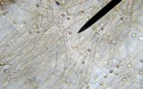 Callistosporium luteo-olivaceum image